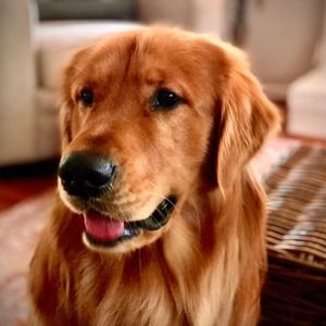 Meet your Posher, Mace maureen